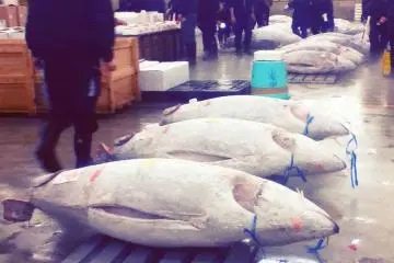 Pelelangan Tuna, Tsukiji [Tutup]