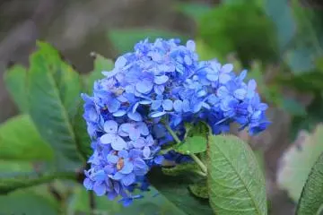 <p>Beautiful blue hydrangea in October</p>