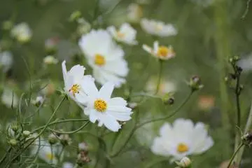 <p>Cosmos!</p>