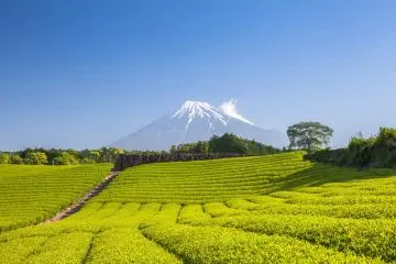 Photo: Sakarin Sawasdinaka / Shutterstock.com