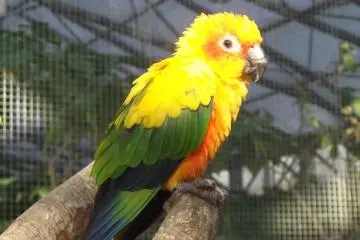 Hello! A friendly bird at Kakegawa&nbsp;Kachou-En bird park