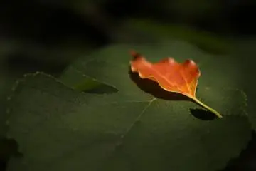 Koishikawa Botanical Garden Escape