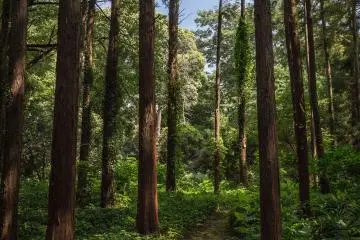 <p>Un sentier forestier tr&egrave;s charmant</p>