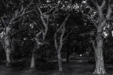 <p>Des arbres blancs d'une beaut&eacute; myst&eacute;rieuse</p>