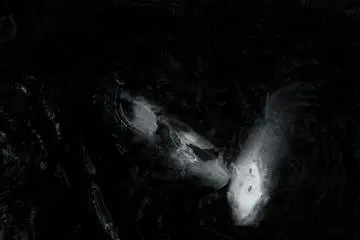 <p>Des carpes Koi en plein baiser</p>