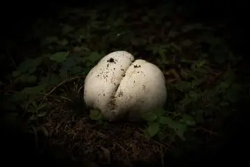 <p>Un champignon &eacute;trange</p>