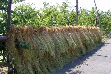 <p>Bundles of rice straw hung on rails to dry</p>