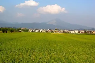 <p>Fields of ripening rice stretch toward the mountains</p>