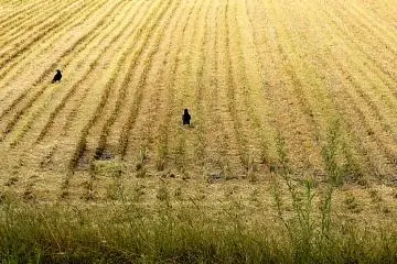 <p>Crows in a field of stubble</p>