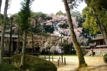 <p>ต้นซากุระแบบห้อยย้อย (weeping cherry) ในวัด</p>