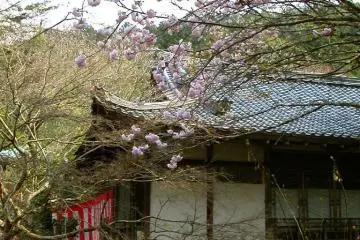 <p>ดอกซากุระกลีบซ้อนสีชมพูอ่อน</p>