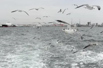 Hungry seagulls trailing the cruise boat