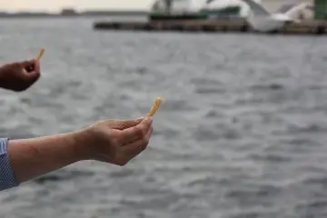 Purchase a small bag of shrimp chips for 100yen to feed the flock of seagulls during the boat tour
