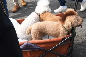 <p>Everyone gets in on the act</p>
