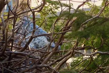 <p>Si vous regardez autour de vous pendant que vous attendez, vous risquez m&ecirc;me de voir un Hippogriff</p>