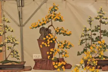 One of the beautiful Bonsai trees on display