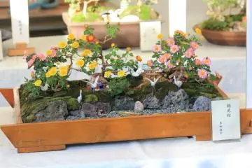 The Kokgiku Bonsai Exhibit is located near the trellis at the Main Entrance.