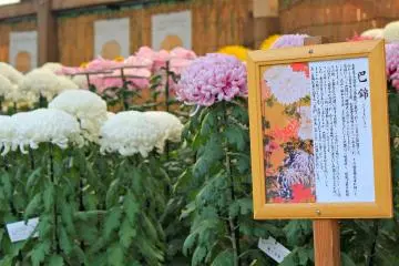 The Chrysanthemum Flower Exhibit 2014 will be on display from October 26 to November 24.