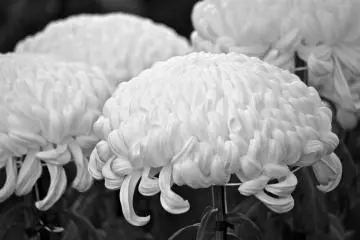 Black &amp; White imagery. It is said that a single petal of this celebrated flower placed at the bottom of a wine glass will encourage a long and healthy life.