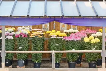 The Chrysanthemum's are showcased in several enclosures such as this