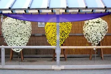 Glorious Chrysanthemums in Kengai, or cascade technique.