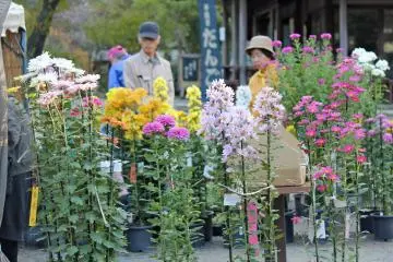 A few of the potted Chrysanthemum's available for sale