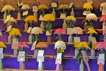 Awards for many of the single Chrysanthemums