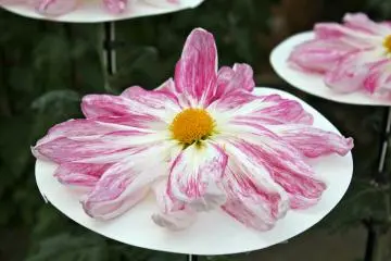 The way these flowers are cared for is extraordinary!