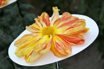 Admire these beauties and appreciate their short bloom