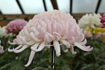 The Chrysanthemum or&nbsp;"Kiku" in Japanese&nbsp;