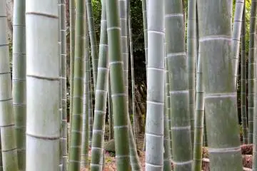 Bamboo garden near Kaiganmon gate