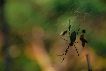 <p>Sorakuen&nbsp;Garden is great for macro photography of plants and insects</p>