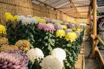 <p>Beautiful flowers displayed in Sorakuen</p>