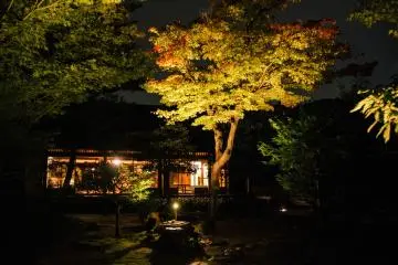 <p>조명 쇼를 관람할 수 있는 건물과 그 앞에 있는 나무를 아름답게 비추는 조명</p>