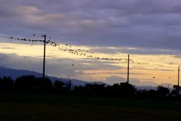 <p>Crows gathering on power lines at sunset near Omi-Hachiman</p>
