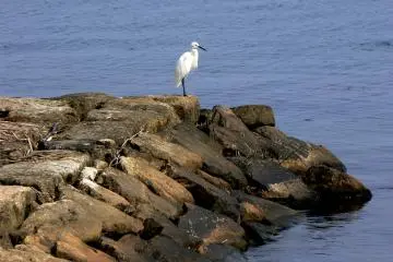 Bird Watching around Lake Biwa