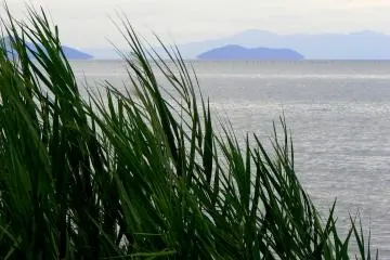 <p>Pale blue islands floating in the lake</p>