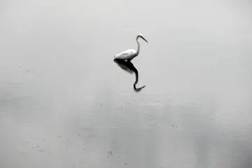 <p>Waiting for a snack to swim by</p>