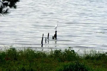 <p>Egret standing on the stumps of a ruined jetty</p>