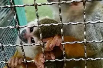 <p>These monkeys were a lot of fun and very active, they kept trying to grab my camera.</p>