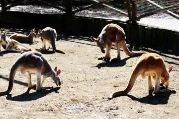 <p>The grey kangaroos are out and you can meet with them in the pen as well as feed them.&nbsp;</p>
