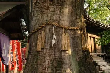 Des cordes sont attachées sur des arbres sacrés