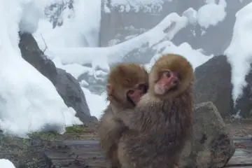 สวนลิงจิโกะคุดะนิ ในนะกะโนะ
