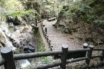 <p>Despite it being a weekend, the woods were fairly deserted</p>