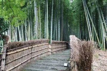 <p>The bamboo forest and fences</p>