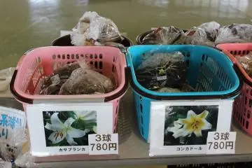 하루에쵸의 백합출하의 중심이 "카사블랑카" 백합이다. 구근에서도 인기라고 한다