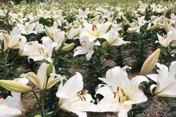 거의 15만 송이의 꽃이 피어 있는 정원은 장관이다