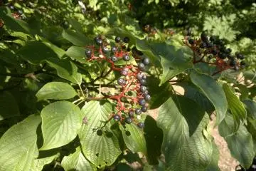 <p>Des plantes sauvages</p>
