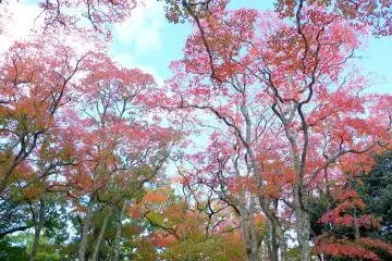 <p>Never forget to look up</p>