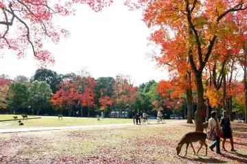 <p>Take a walk with a friend, or a deer.</p>
